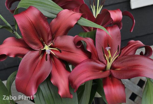 True-red OT-hybrid ''Formia''. A shining variety. <a href="/Worldbreeding/">World Flower</a>