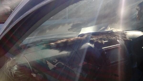 Daar moet furr opi dash wees... Al is dit jou ouma se poedel of tewel road kill.. <a href="/RadioRaps/">Radioraps (Rikus de Beer)</a> <a href="/pikaQ09/">cj Ferreira</a> @tjokker_9