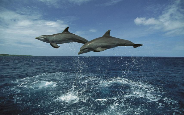geoff_deweaver's tweet photo. #DOLPHINS Flying synchronised dolphins #amazing #beautiful #handsoffJAPAN http://t.co/yACghAf7vF