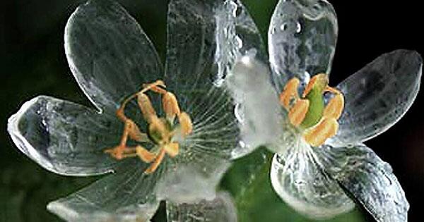 雨に濡れると花弁がガラスのようになる花 サンカヨウ Togetter