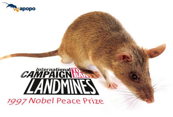 DoruntineUK's tweet photo. Love these critters, but wouldn't it be great if they could retire?
@HeroRATs @minefreeworld @MineBanTreaty #3RevCon http://t.co/AFVeMZvxiM