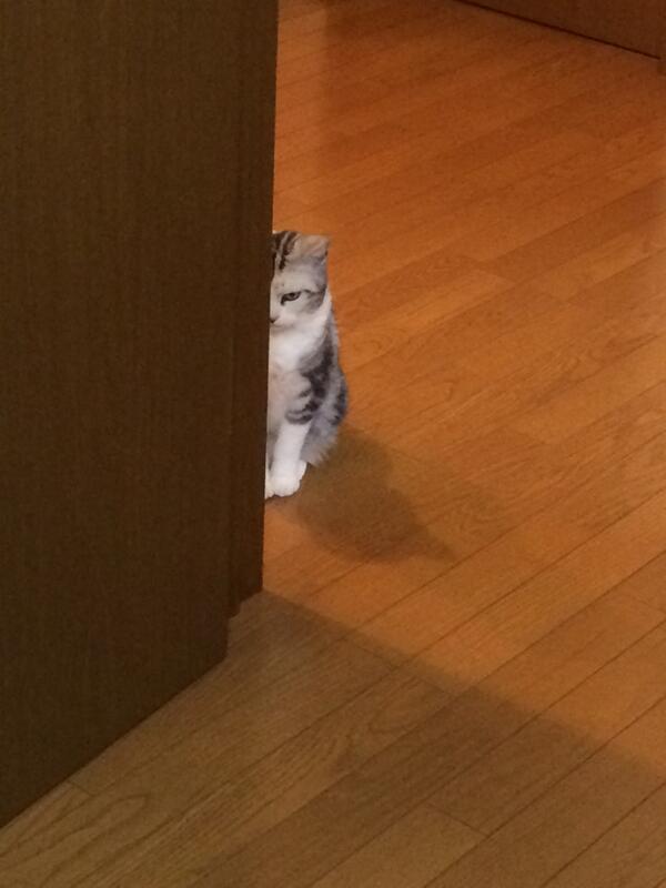 画像あり かまってもらえなかったニャンコ様がお怒りのようです Togetter