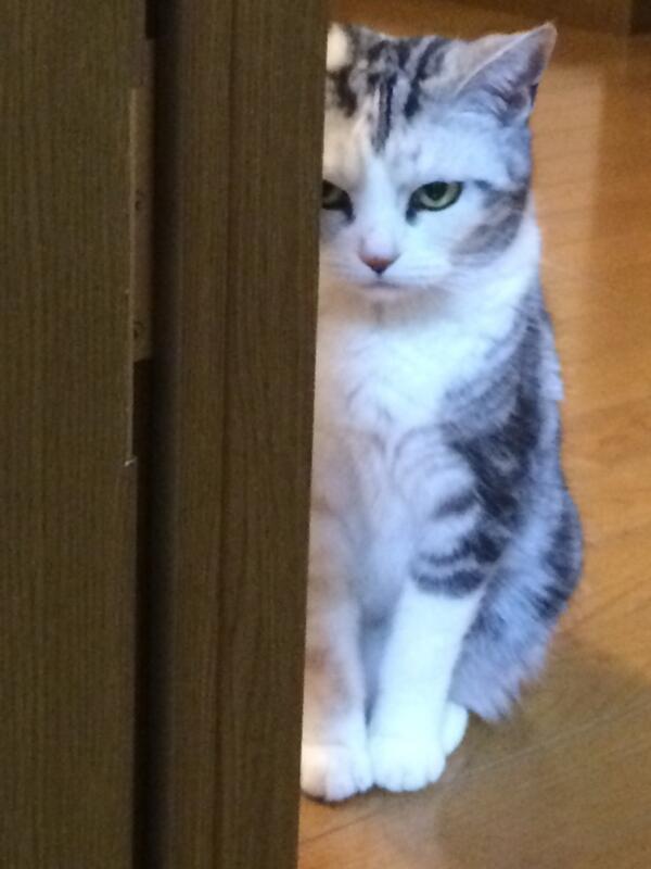 完全に怒ってる猫の写真が話題 横溝正史作品に出ておかしくないレベル ライブドアニュース