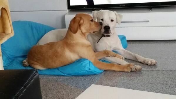 Neue, hübsche Fellnasen zur Vermittlung.
Bilder &amp; Infos folgen...
Bis dahin -> Kanarenhunde.org