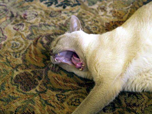 Buenos dias a todos los fans de @MundoSalvajeES