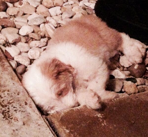 willcmcc's tweet image. He's a killer. #WyattEarpPup