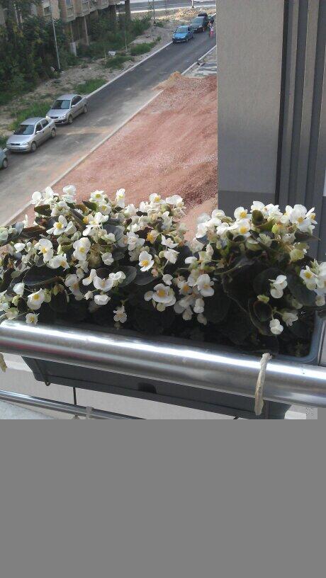 LabavioT's tweet image. Цвеќињава вештачки се?