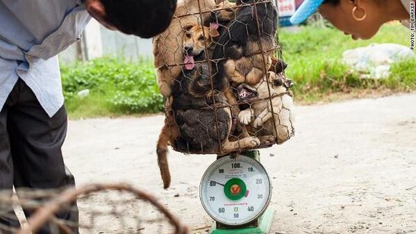 HeatherSharp22's tweet image. This appalling cruelty.  RT @GhislainePovey: #China #YulinGetDogsOffTheMenu