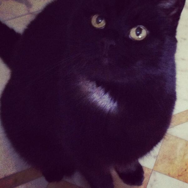 LucyyGrace's tweet photo. Sabby has a bald patch from the vets and her blood test #poorcat http://t.co/CxT6tf3b8U