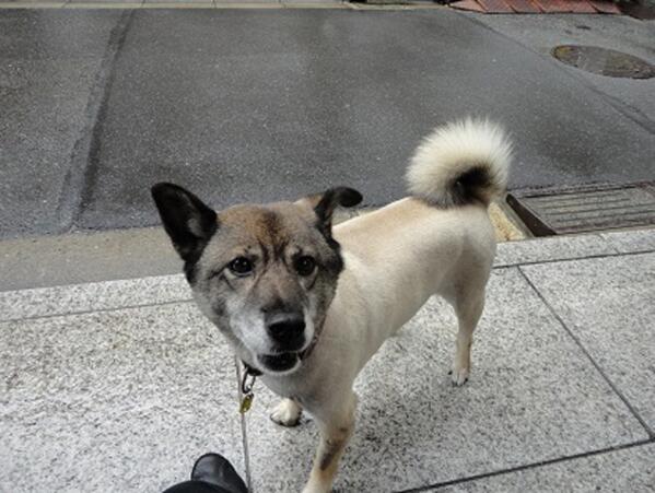 僕はここにいるよ 迷子の犬を探して 迷子犬猫のsns捜索ボランティア活動 東京 6月24日 東京都千代田区飯田橋 九段下付近で柴雑種13歳メスが迷子になりました 茶色の顔 黒い耳 右は立ち耳 左は折れ耳 サマーカット 白に近い薄茶色