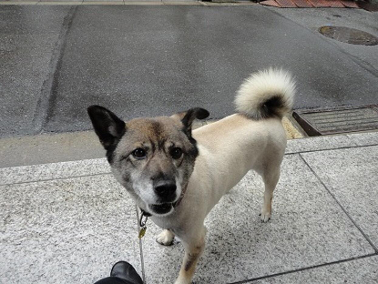 僕はここにいるよ 迷子の犬を探して 迷子犬猫のsns捜索ボランティア活動 東京 6月24日 東京都千代田区飯田橋 九段下付近で柴雑種13歳メスが迷子になりました 茶色の顔 黒い耳 右は立ち耳 左は折れ耳 サマーカット 白に近い薄茶色