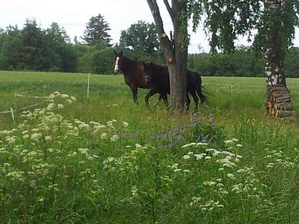 Savitriji tweet media