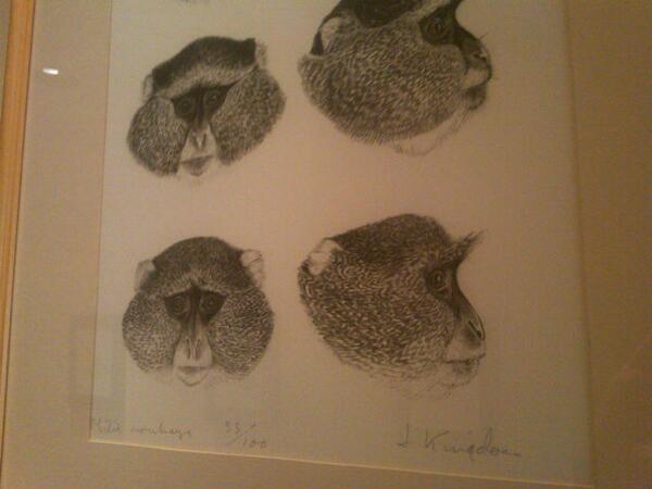 russwilliamsiii's tweet photo. From @NCZoo #JonathanKingdon print (33 of 100) studies of #BlueMonkey or #DiademedMomkey #CercopithecusMitis. http://t.co/geyprOPqUH