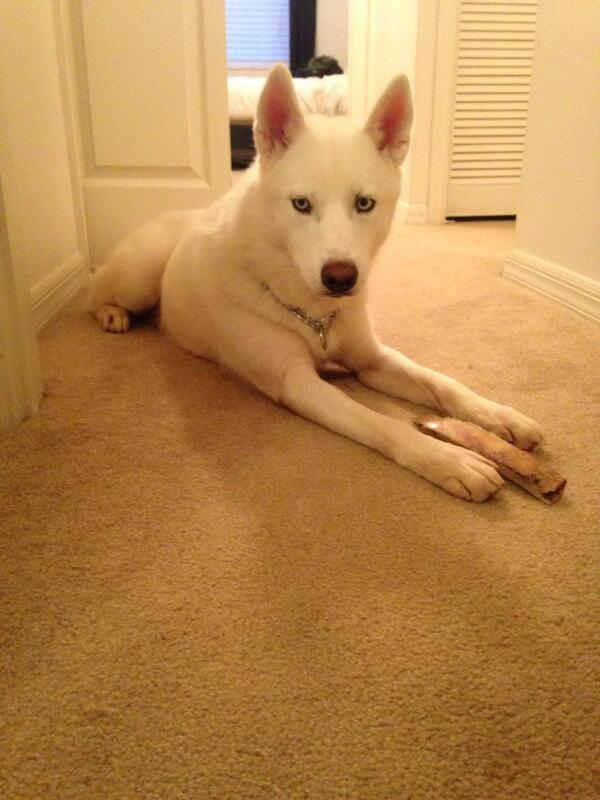 LightningHusky's tweet image. Happy Birthday to me! I just turned 1 yesterday