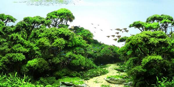 Exofauna's tweet photo. Increíble acuario plantado. Parece un paisaje natural! :-) #Acuarios #Peces http://t.co/LF76Eg8bHo