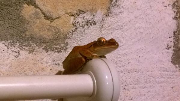 chefshane's tweet photo. Tonight friend in the bathroom #critterwatch #phuquoc #woodyhouse http://t.co/3vY1biKuBA