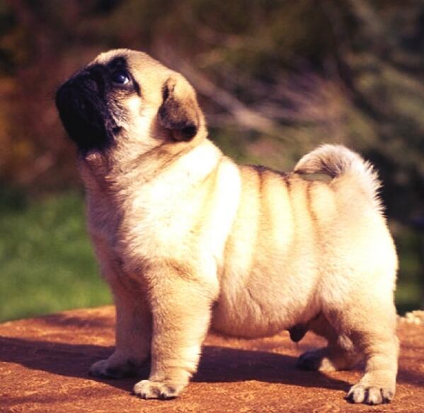 suziglew's tweet image. Errrrmergerd, could eat it #suchcute #pug #doge