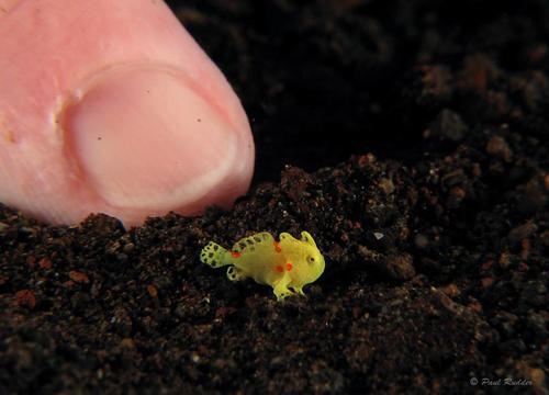 FudgeGecko tweet picture