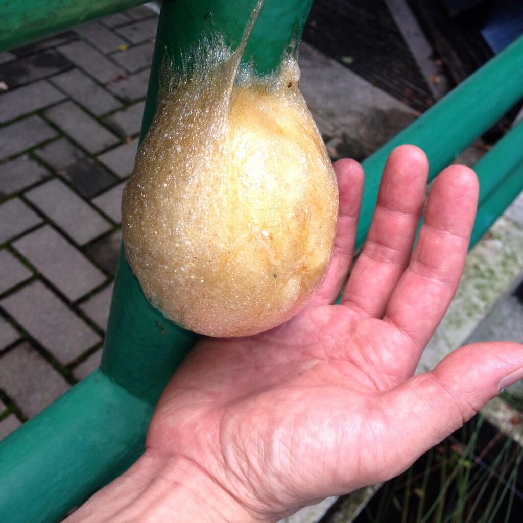 文邪on Twitter 繼續米埔見聞 樹蛙的卵泡 我按過了 有點彈性 很有趣 內裏正孵化著小蝌蚪 適當時候會破繭而出 但那時下方有沒有水就看彩數了 米埔