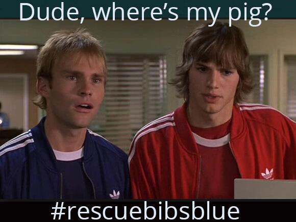 Dude, where’s my pig? #rescuebibsblue #andthen #noandthen