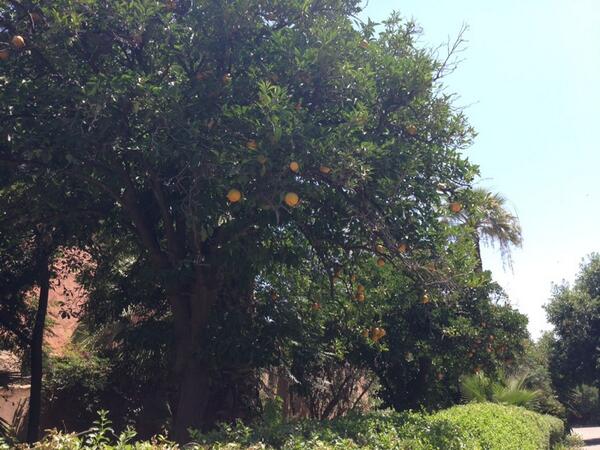 tompilk's tweet image. Oranges in Bahia Palace #PilksInAfrica