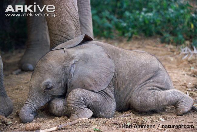 Sleeping elephant for sale babies