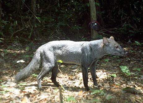 LebanonWildlife's tweet photo. There lives a short eared dog in the amazon that is even more elusive than the jaguar. And they finally caught a pic http://t.co/e41qdKCrAa
