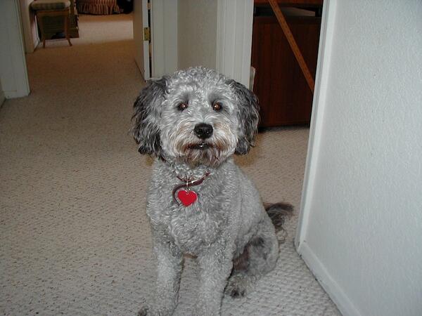 SimontonCC's tweet image. We are sad to announce the passing of our good friend Baxter, the Power of Play's lovable mascot.