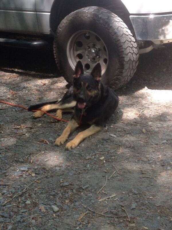 Dogproservices tweet picture