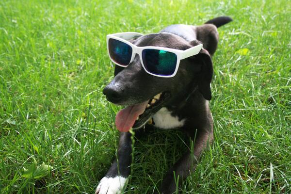 Here's to the dog days of summer and every shade of awesome. #HappySunglassesDay