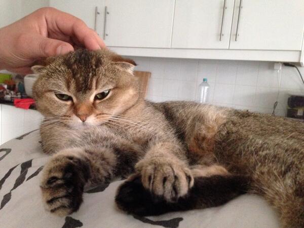 Noodlesthecat1's tweet image. Yeah, that&apos;s the spot #headscratch