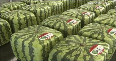 Alien_Cube's tweet image. They'll never see through this disguise! #doctorwho #cube #blackcube #alien