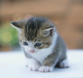stymestchcgdr's tweet photo. Voglio un gattino http://t.co/Vb4xcszmIY