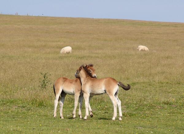FIRSTFOUR's tweet photo. Spotted these #Exmoor Pony foals in the sunshine when crossing the moor earlier in the week... very capable off-road. http://t.co/l7JJFrArEd
