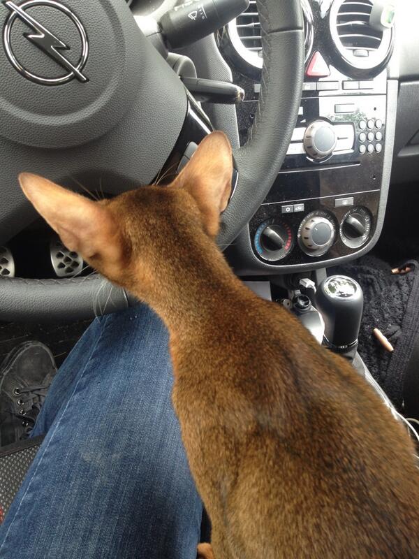 Ice_Maleficent's tweet photo. #car #cat that was #georgi boy first leasson. 🙈🙈🍀 aww.. #assen http://t.co/NTNGeaLl44