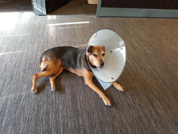 pixelhere's tweet image. This is my friend sunny, she's not a happy puppy