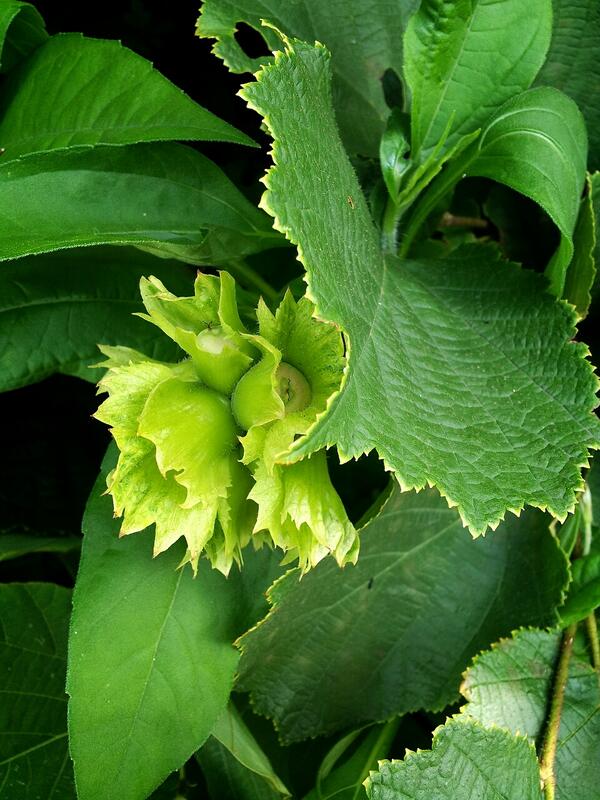 '깨곰'이라고 불렀는데 정식 명칭은 모르겠습니다^ㅎ

가을에 딱딱한 껍질 속의 고소함은 잊을 수가 없죠~^^