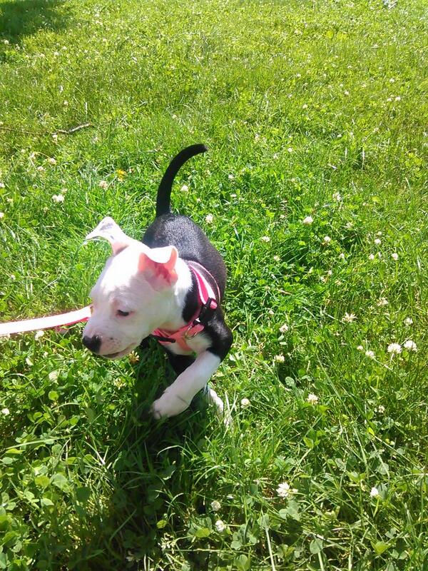 Chicksforpits's tweet image. Cuteness alert #PuppyPitbull @HumaneSociety  #event # Philadelphia, PA