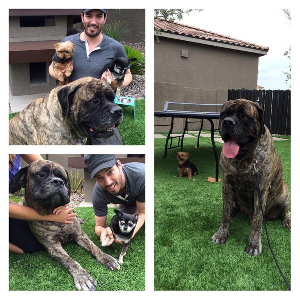 JonathanScott's tweet photo. Had ONE last play date before I left Vegas. I love it when young 'people' act shy :) #LoveAtFirstWoof http://t.co/HMpqweotwL