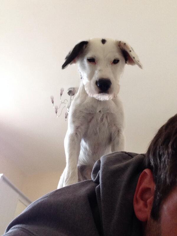 DogJuno tweet picture