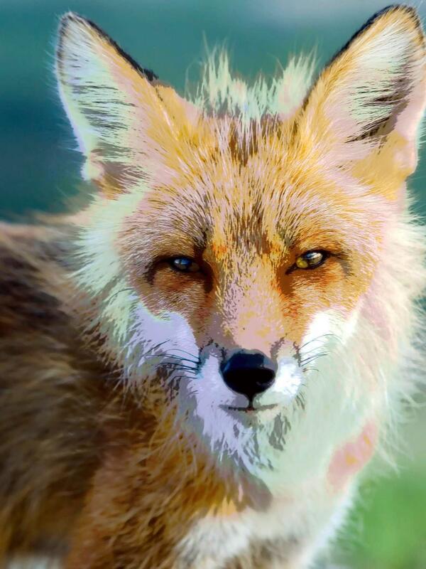 Danielcsatari's tweet image. 