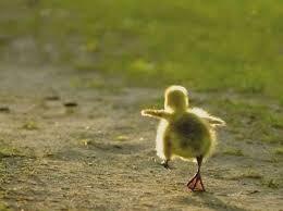 MatthewEspinosa's tweet photo. Oh I'm so silly. This is Larry, Larry is a duck, he eats twice a day and deserves a lot of love and affection http://t.co/u7j8uxUaRG
