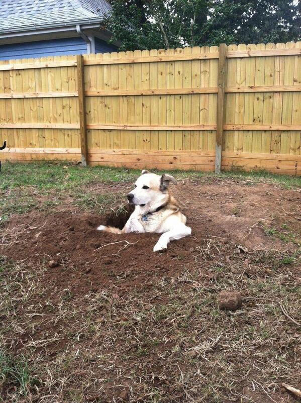 ohh_deer's tweet image. I dig hole, I get in hole #dog #hole mf.tt/JmfLe