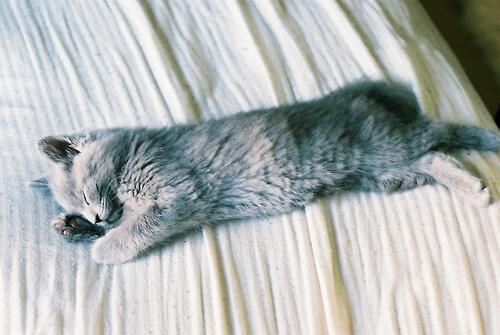 cutecatsvsdogs's tweet photo. #cutecatsvsdogs #cat http://t.co/K6urufQe8c