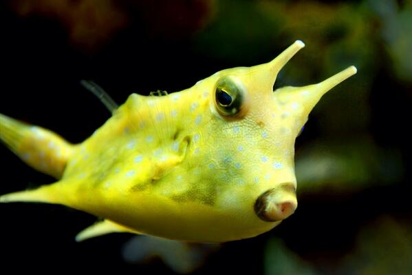 CowFishApp's tweet image. This is how I look in real life #CowFish #app #ios cowfisht.it
