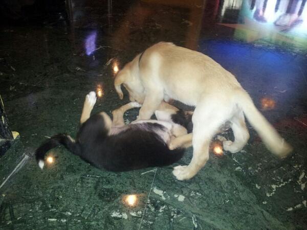 LHDDTheFilm's tweet photo. #WeekendWithLHDD
Here's Tomy & Jiya from @_PVRCinemas Delhi ;) http://t.co/xjFGLuDSRb