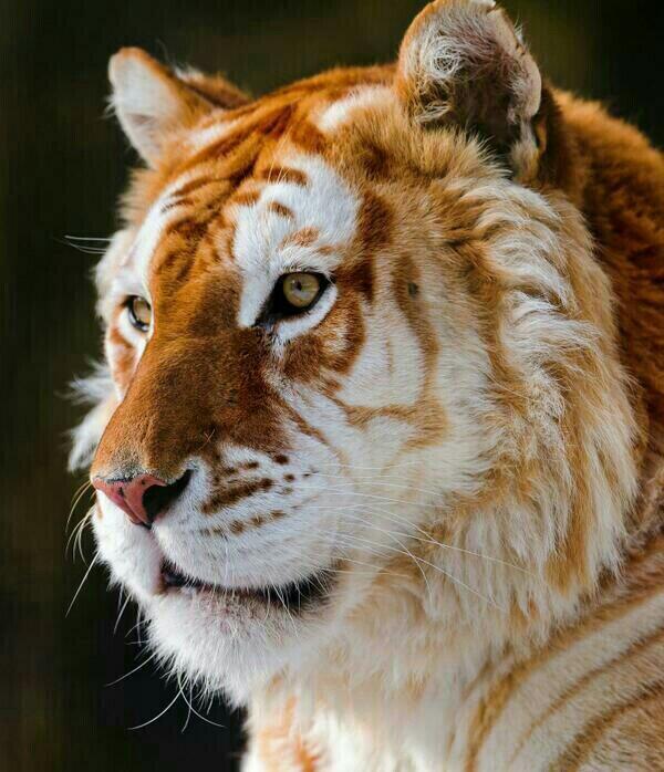 NatuPictures's tweet photo. Tigre dorado. Existen menos de 30 como éste en el mundo. http://t.co/DGlB6MDPQw