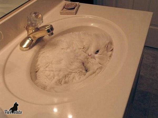 twi_cats's tweet photo. Маскировка 100% http://t.co/EtsCnchdju