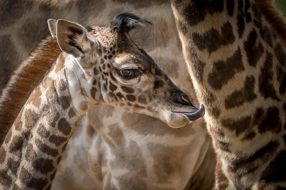 BrOhAfZIEAIo4_U.jpg:large