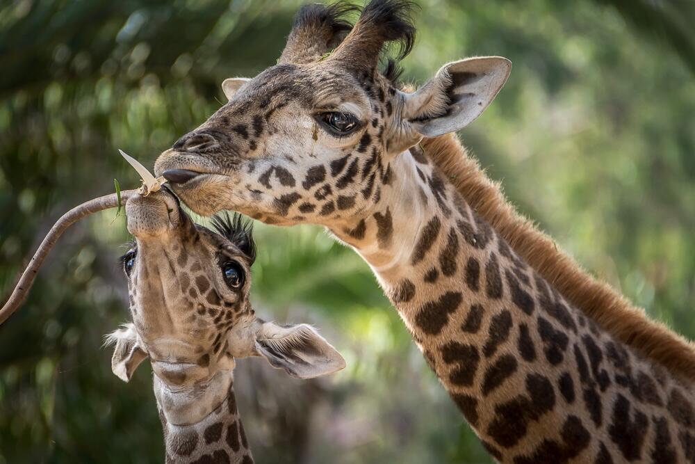 BrOhAgpIMAAmWKQ.jpg:large